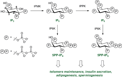 The diphosphoinositol polyphosphate biosynthetic pathway, in abbreviated form. Phosphorylation of inositol 1,4,5-triphosphate (IP3) by inositol multikinase (IPMK) and inositol pentakisphosphate 2-kinase (IPPK) results in formation of inositol pentakisphosphate (IP5) and inositol hexakisphosphate (IP6). Both IP5 and IP6 are substrates for IP6K (inositol hexakisphosphate kinase) to yield the diphosphoinositol polyphosphates 5PP-IP4 and 5PP-IP5, respectively. The numbering of the ring positions is indicated in the IP3 structure.