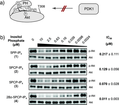 (a) Binding of 5PP-IP5 is proposed to stabilize Akt in an inactive conformation that cannot become phosphorylated by PDK1. (b) Western blots for Akt inhibition experiments. Akt phosphorylation at threonine 308 (p-Akt) was measured using a phosphospecific antibody. A Western blot for total Akt was used as a loading control. IC50 values were determined in three independent experiments, and the errors are indicated.