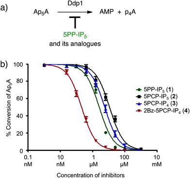 (a) Ddp1 hydrolyzes diadenosine pentakisphosphate (Ap5A) to adenosine monophosphate (AMP) and adenosine tetrakisphosphate (p4A), which is subsequently further degraded. (b) Ddp1 mediated Ap5A hydrolysis is inhibited by 5PP-IP5 and the analogues. IC50 values for 5PP-IP5, 5PCP-IP5, 5PCP-IP4 and 2Bz-5PCP-IP4 were determined in three independent experiments and the inhibition curves are shown (see also Fig. S4).