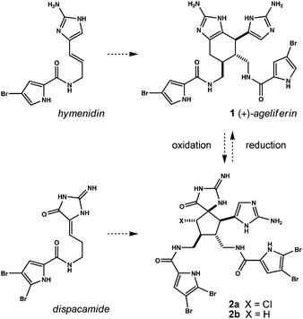 Pyrrole/imidazole alkaloids: monomer oxidation state and the interrelatedness of derived dimers.