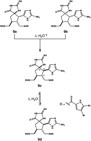 Trifluoroacetate salt forms of diastereomers 9 thermally equilibrate in water. Reagents and conditions: (a) e.g. pure 9a, H2O, 180 °C (microwave), 15 min, 42% of 9c, 23% of 9d. Isolated yields for variations of this experiment are detailed in the ESI and in ref. 10.