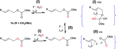 Inter-and intramolecular isotopic exchange observed through 18O-labeling; experiment (ii) with (Z)-1b and 18OH2 used to illustrate likely mechanisms.