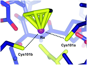 Diagram showing the bonding between the ruthenium centre of 24 and the two Cys101 residues of the individual monomers of GST P1-1 (PDB 3DD3).77