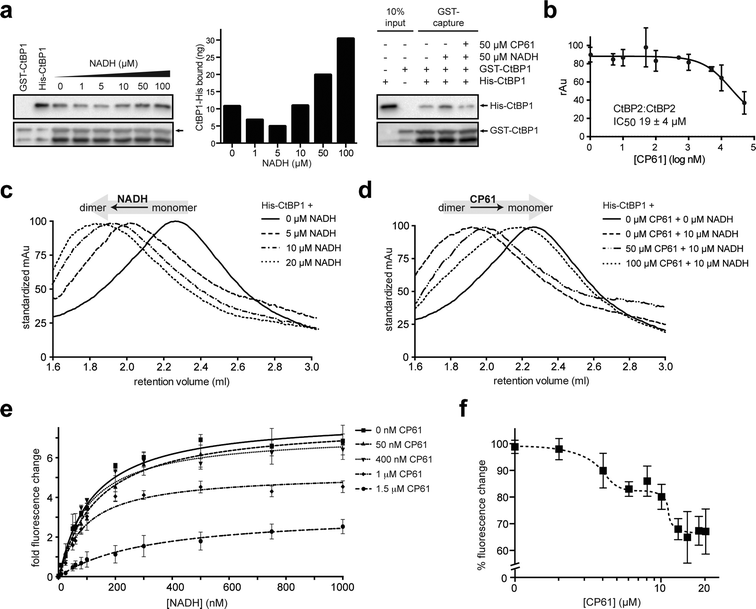 Analysis of the inhibition of CtBP dimerization by CP61 in vitro. (a) Left hand panel shows GST–CtBP1 capturing increasing amounts of His–CtBP1 with increasing concentrations of NADH, as quantified in the middle panel. Right hand panel shows GST–CtBP1 capturing His–CtBP1 in the absence or presence of NADH and CP61, showing disruption of CtBP1 dimerization by CP61. (b) GST–CtBP2 and His–CtBP2 were incubated with CP61 prior to the addition of NADH and quantification of CtBP2 dimer formation by ELISA. Data points are mean ± SD of two independent experiments, each with triplicated wells. (c) Size exclusion chromatography of His–CtBP1 shows transition of monomer to dimer upon addition of increasing concentrations of NADH. (d) Size exclusion chromatography of His–CtBP1 with 10 μM NADH shows dose-dependent disruption of dimer formation by CP61. (e) A FRET-based CtBP1/NADH-binding assay shows a dose dependent reduction in FRET signal (at 425 nm) with increasing CP61, suggesting allosteric inhibition by CP61. Data fitted by nonlinear regression. (f) NADH–CtBP1 interaction by FRET shows the effect of increasing CP61 concentration with NADH fixed at 1 μM. X-axis is plotted on a log scale to demonstrate saturation of binding at higher CP61 concentrations.