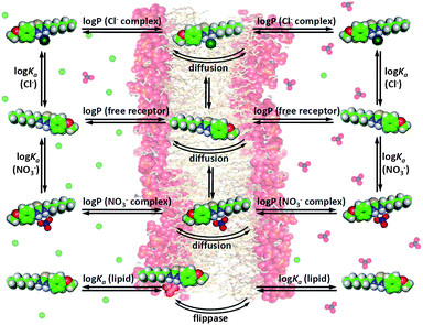 Graphical depiction of the most important equilibria present during transmembrane anion transport.