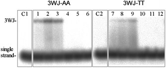 Autoradiograms of the gels run at room temperature. Lane C1: control containing the three strands, S1-AA, S2 and S3. Lanes 1–3: S1-AA, S2 and S3 mixed with ΛFe,SC-[Fe2L1a3]Cl4 at 0.5 : 1, 1 : 1 and 2 : 1 (flexicate : 3WJ) ratios, respectively. Lanes 4–6: S1-AA, S2 and S3 mixed with ΔFe,RC-[Fe2L1a3]Cl4 at 0.5 : 1, 1 : 1 and 2 : 1 (flexicate : 3WJ) ratios, respectively. Lane C2: control containing the three strands, S1-TT, S2 and S3. Lanes 7–9: S1-TT, S2 and S3 mixed with ΛFe,SC-[Fe2L1a3]Cl4 at 0.5 : 1, 1 : 1 and 2 : 1 (flexicate : 3WJ) ratios, respectively. Lanes 4–6: S1-TT, S2 and S3 mixed with ΔFe,RC-[Fe2L1a3]Cl4 at 0.5 : 1, 1 : 1 and 2 : 1 (flexicate : 3WJ) ratios, respectively.