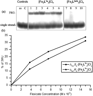 (a) Autoradiogram of the gel run at room temperature. Lane ss: control containing a single strand. Lane C: control containing all three strands S1, S2 and S3. Lane 1–3: S1, S2 and S3 mixed with ΛFe,SC-[Fe2L1a3]Cl4 at 0.5 : 1, 1 : 1 and 2 : 1 (flexicate : 3WJ) ratios, respectively. Lanes 4–6: S1, S2 and S3 mixed with ΔFe,RC-[Fe2L1a3]Cl4 at 0.5 : 1, 1 : 1 and 2 : 1 (flexicate : 3WJ) ratios, respectively. Lanes 7–10: S1, S2 and S3 mixed with ΛFe,RC-[Fe2L2a3]Cl4 (7), ΔFe,SC-[Fe2L2a3]Cl4 (8), ΛFe,SC-[Fe2L2b3]Cl4 (9) and ΔFe,RC-[Fe2L2b3]Cl4 (10) at 1 : 1 (flexicate : 3WJ) ratio. (b) Plot of the % of 3WJs remaining after electrophoresis as a function of flexicate concentration.