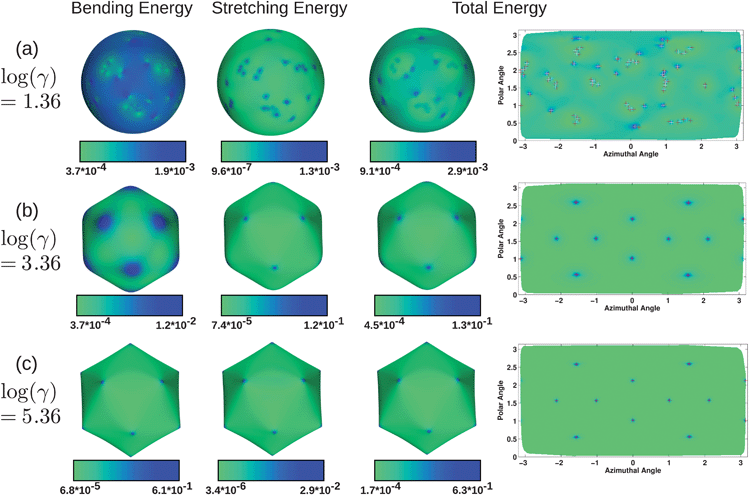 Bending, stretching, and total energy in units of  for three systems with no volume constraint, with excess defects at log(γ) = 1.36 (a), and no excess defects with log(γ) = 3.36 (b) and log(γ) = 5.36 (c). Fivefold disclinations are shown in red and sevenfold in white. The right column shows projection plots of the entire surface, showing the same data (total energy) as on the surface in the third column. At different values of the FvK number, the relative contributions from the bending and stretching energies vary.