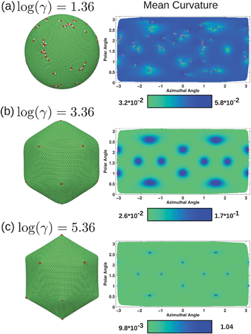 Final configurations and mean curvature in units of l0−1 for three systems with no volume constraint, with excess defects at log(γ) = 1.36 (a), and no excess defects at log(γ) = 3.36 (b) and log(γ) = 5.36 (c). Fivefold disclinations are shown in red and sevenfold in white, on both the surface plots and two-dimensional projections of the surface plotting mean curvature. When excess defects are present, they arrange to form dislocations and lines of defects. As the structure buckles, excess defects are no longer favorable.