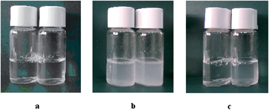 Pictures of LAM formulations at different concentrations: (a) LAM 1 and LAM 2, (b) LAM/CHOL 1 and LAM/CHOL 2, (c) LAM/DLPC 1 and LAM/DLPC 2.