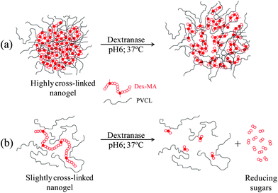 Proposed degradation mechanisms for (a) a highly cross-linked nanogel synthesized with the Dex40MA86 macro-cross-linker and (b) a slightly cross-linked nanogel synthesized with the Dex40MA9 macro-cross-linker.