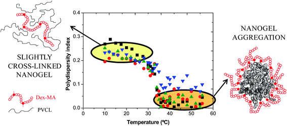 Polydispersity indices as a function of temperature for nanogels synthesized using the Dex40MA9 macro-cross-linker. ■ 6 wt%;  16 wt%;  24 wt%; and  50 wt%.