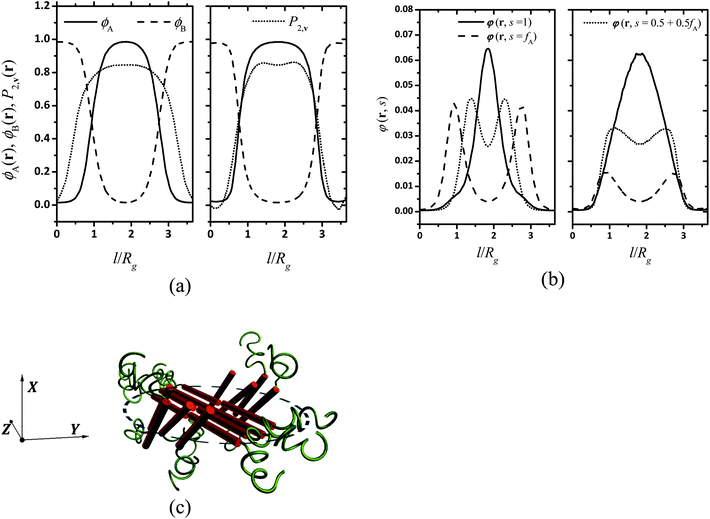 Profiles of (a) density and orientation degree and (b) segments density for a puck domain corresponding to Fig. 1a along line A (shown on the left-hand side) and line B (shown on the right-hand side). The orientational order parameters P̄2,v(r) in (a) on the left and right side are counted in directions nα and nβ, respectively. Line A is the projection of nα on the yz plane, which is recognized as the nematic direction of the puck and also the major axis of the ellipse, and line B is perpendicular to A. (c) Schematic representation of segments arrangement in a single puck domain (marked as a blue circle) suggested by Fig. 1c–g.