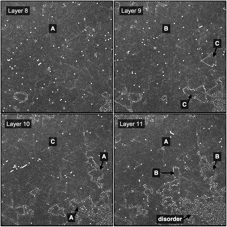 Layer-by-layer horizontal confocal image slices showing the onset of crystalline to amorphous crossover in a colloid sample centrifuged at 100g onto a (111) template from an initial volume fraction ϕ0 = 0.29%. Labels indicate the stacking positions of the particles relative to layer 1 which is templated in the A position (see Fig. 1). Each image has lateral dimensions of 155.0 μm. Consecutive layers are separated by 1.2 μm.