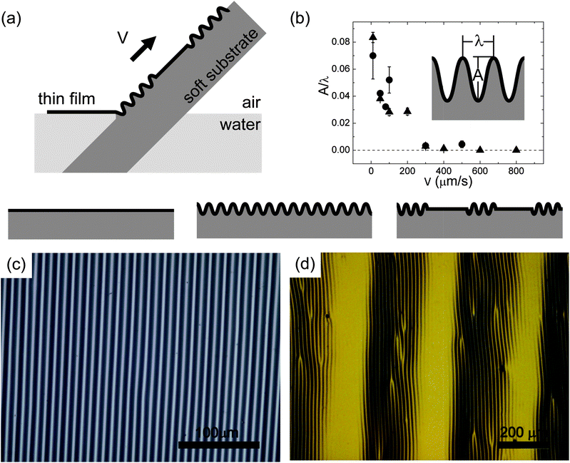 (a) Schematic diagram (not shown to scale) of the adhesion contact line technique to fabricate flat (left), continuously wrinkled (middle), and periodically wrinkled (right) surfaces. A polystyrene film is laminated on a soft substrate. The wrinkle amplitude is varied by controlling the velocity of the push in/pull out process. Mechanical compression is then applied on these structures to observe wrinkling behaviour. (b) Aspect ratio vs. pull velocity showing the dependence of process velocity V. The circle and the triangle data represent two different samples. The films are wrinkle-free (A/λ = 0) when the velocity is greater than a critical value. The inset schematic illustrates the amplitude A as the peak-to-valley height, while the wavelength λ is the peak-to-peak distance. (c) Optical image of a homogeneous wrinkled surface made with constant V. (d) Optical image of an inhomogeneous wrinkled surface made with a controlled periodic velocity profile.