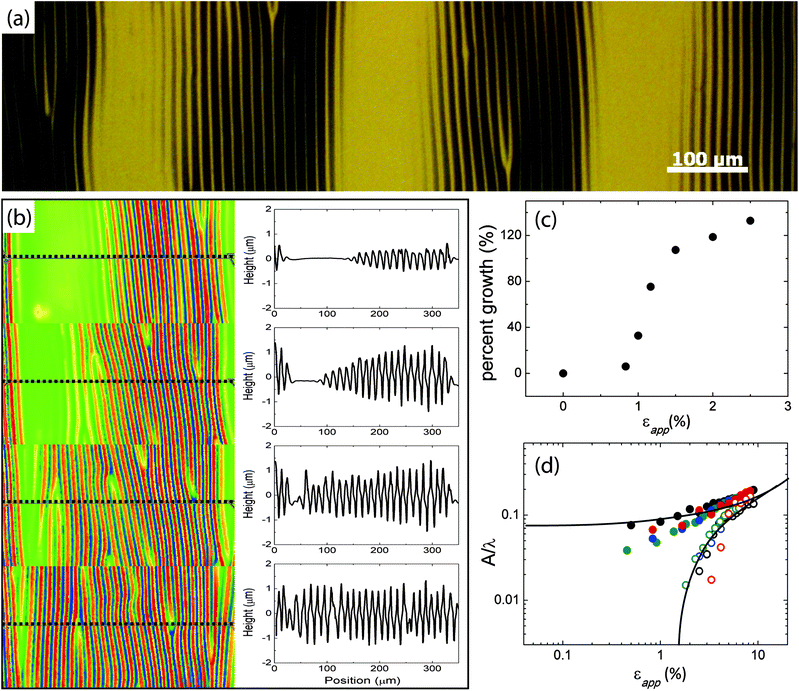 (a) Optical micrographs for a periodically wrinkled surface. (b) Optical profilometry data of the selected area of (a). Left column shows 3D contour maps for applied strain of 0%, 4.5%, 5.6%, and 6.7% from top to bottom. The image width is 350 μm. Right column shows 2D line profiles for indicated line segments in 3D contour maps. New wrinkles are initiated from the boundary of the flat and wrinkled regions. Wrinkles achieve uniform amplitude across the entire region at higher applied strain εapp. (c) The percent growth of wrinkle number over the whole film as a function of applied strain εapp. (d) Aspect ratio as a function of applied strain εapp. The solid data indicate the pre-wrinkled region; the open data indicate the initially flat region. The wrinkle amplitude growth in both pre-wrinkled regions and initially flat regions follows the classical amplitude–strain relationship.