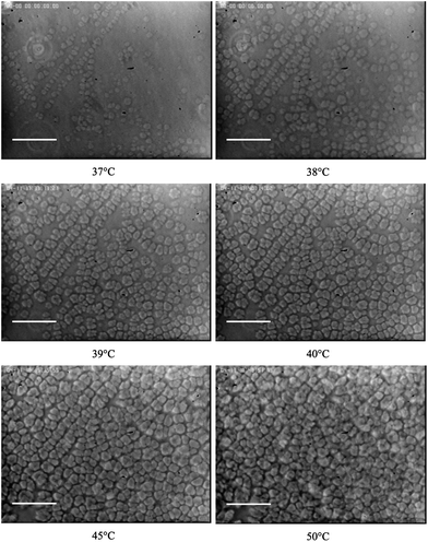 Observation by optical microscopy of a sample at a polymer weight fraction of 16 wt% and laponite weight fraction of 3 wt% with increasing measurement temperature. As the temperature increases, polycrystalline grains form and occupy the probed surface at the temperature Tperc. The scale bar is 100 μm.