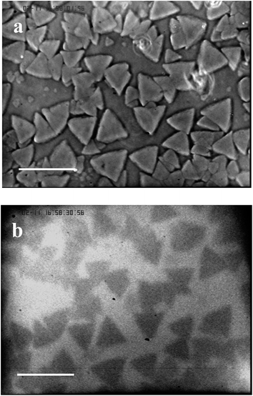 Comparison of optical (a) and fluorescence (b) imaging of the sample at a polymer weight fraction of 16 wt% and labeled laponite weight fraction of 3 wt%. The measurement temperature is 35 °C, the waiting time is 18 hours and the scale bar is 100 μm.