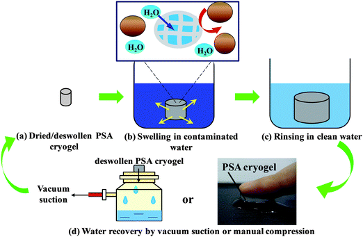 Conceptual diagram depicting the use of a PSA cryogel as an integral membrane for water purification in emergencies.