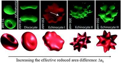 Shape transformation pathways of RBCs obtained from experimental investigations (upper) and theoretical predictions (lower). Reproduced from ref. 23.