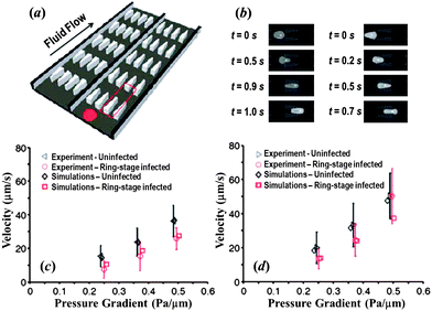 (a) Illustration of the flow cytometer device. (b) DPD simulation images of Pf-RBCs traveling in channels of converging (left) and diverging (right) pore geometry at 0.48 Pa μm−1. Velocity vs. pressure for uninfected and ring-stage-infected RBCs in the diverging (c) and converging (d) pore geometries. Adapted from ref. 134.