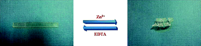 Actual observation of the shape memory effect of PVI–AN hydrogel. The original straight hydrogel strip was curled into a tight spiral and fixed in 1 mmol L−1 Zn2+ solution. The spiral shape was transformed into the original strip shape after immersing in 50 mmol L−1 EDTA solution.