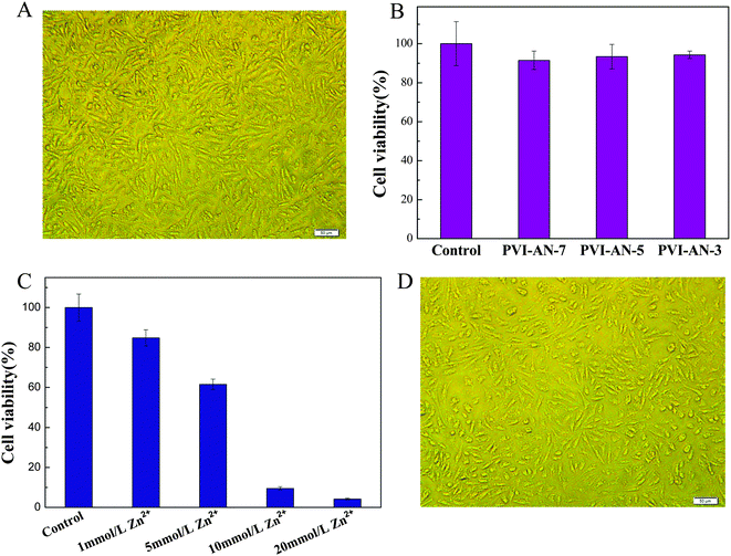 (A) Phase contrast microscopy image of L929 cells cultured on PVI–AN gel at 37 °C. (B) Cell viability of L929 cells cultured on PVI–AN gel, as evaluated by the MTT assay. (C) Cell viability of L929 cells on PVI–AN gel fixed by different concentrations of zinc ions. (D) Phase contrast microscopy image of L929 cells adhered on the surface of the unfolded PVI–AN gel tube. Scale bars are 50 μm.