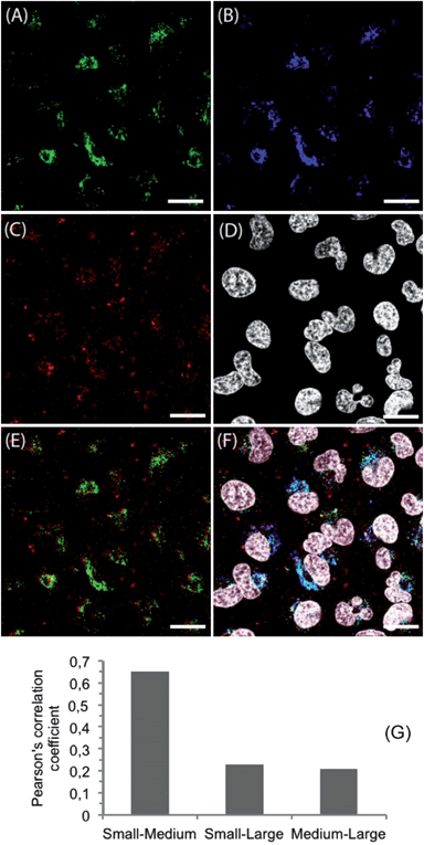 Confocal microscope images of HeLa cells incubated with NPs. Cells were seeded at a density of 105 cells per mL for 24 h in medium before particle incubation. NPs with different sizes and labels (A: small NPgreen; B: medium NPorange; C: large NPred) were added at 50 μg mL−1 simultaneously and incubated for 24 h. (D) Cell nuclei were stained with Hoechst 33342. (E) Overlay of small NPgreen and large NPred. (F) Overlay image of labeled NPs and cell nuclei. (G) Pearson's correlation coefficient of labeled NPs. The scale bars indicate 20 μm.