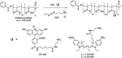 Schematic representation of the reaction of p(MMA-stat-MAA)0.91:0.09 with the DY-495, DY-547, and DY-647 using EDC as a coupling reagent.