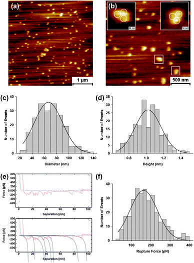 Atomic force microscopy images of HIV GP160 adsorbed onto a mica surface at a concentration of 20 μg mL−1 (a) and (b). In areas exhibiting low localised concentration both single molecules and small aggregates are observed. Aggregates show a triangular shape which we attribute to formation of molecular trimers (b). Distribution of the diameter (c) and height (d) of features observed. Average diameter and height were found to be 66.6 ± 1.5 nm (mean = 66.6; SD = 21.4, n = 201) and 1.02 ± 0.02 nm (mean = 1.02; SD = 0.15; data = 200), respectively. Representative force spectra that exhibit a sawtooth pattern upon retraction, indicating unfolding of the GP160 molecule. Fitting is to the wormlike chain model (e). Rupture force distribution of GP160 on mica at a pulling speed of 1 μm s−1. Only force curves that could be fitted with a wormlike chain model were accepted and values from all selected curves were fitted to a Gaussian function in order to extract the average rupture force, 163.5 ± 4.1 pN (mean = 163.5; SD = 72.7; data = 314).