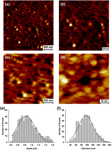 Atomic force microscopy images of HIV GP160 adsorbed onto a mica surface at a concentration 20 μg mL−1 (a–d). GP160 self assembles to form pore-like structures within the adsorbed protein film. Zoom ins to successively higher magnification illustrate that pores assemble from six individual protein molecules (d). Distribution of the depth (e) and diameter (f) of individual pores. Average depth and diameter were found to be 0.84 ± 0.01 nm (mean = 0.84; SD = 0.25; n = 500) and 95.7 ± 1.8 nm (mean = 95.7; SD = 25.8; data = 325), respectively.