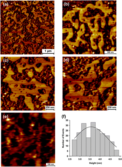 Atomic force microscopy images showing self assembly of HIV GP160 adsorbed onto a mica surface at a concentration 20 μg mL−1 (a–e). Zoom ins to successively higher magnifications illustrate flat terraced areas of uniform height punctuated by small holes (b–d). Terraces are surrounded by zig-zag structures interspaced with pores (e). The average height of the terraced areas was found to be 3.56 ± 0.1 nm (mean = 3.56; SD = 0.58; data = 210).