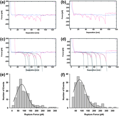 Representative force spectra taken on raised terraces (a) and lower features (b) with fitting to the wormlike chain model (c) and (d). Rupture force distribution of self assembled GP160 unfolding on terraced and lower regions ((e) and (f), respectively) at a pulling speed of 1 μm s−1. Only force curves that could be fitted with a wormlike chain model were accepted and values from all selected curves were fitted to a Gaussian function in order to extract the average rupture force. Rupture forces were measured as 79.6 ± 3.9 pN (mean 79.6; SD = 61.7; data = 158) and 81.3 ± 3.8 pN (mean = 81.3; SD = 61.8; data 198) for the terraces and lower regions, respectively.