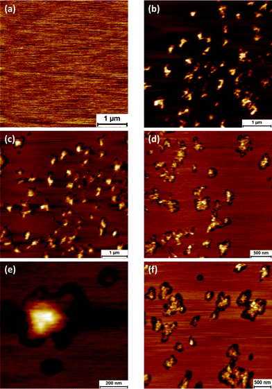 Atomic force microscopy image of DOPC bilayer prior to protein adsorption (a). Adsorption of GP160 for 30 minutes followed by subsequent imaging illustrates raised protein features (b) which sink into the bilayer over time forming pore-like structures. Images taken 45 min (c), 1 h 15 min (d) and 18 hours (overnight) (f) after initial image. Zoom in of molecular trimer sinking into DOPC bilayer (e).