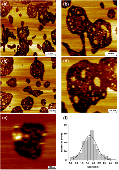 Atomic force microscopy images illustrating GP160 reconstituted into DOPC bilayers. Self assembly of the protein into large flat terraces is consistent with structures observed on mica (Fig. 3). Terraces are interspaced with holes with zoom ins showing intermediate stages of self assembly. The average depth of the holes is 1.88 ± 0.02 nm (mean = 1.88, SD = 0.27; data = 350).