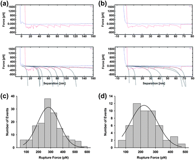 Force spectra taken on flat terraced areas (a) and within holes (b) for GP120 reconstituted into a DOPC bilayer, with fitting to the wormlike chain model. All curves which could be fitted to the wormlike chain model were analysed and fitted to a Gaussian function from which the average rupture force was obtained. Rupture forces were determined to be 282.5 ± 9.7 pN (mean = 282.5; SD = 105.6; data = 149) and 222.4 ± 9.3 pN (mean = 222.4; SD = 88.0; data = 52) on the raised terraces and in the holes, respectively.