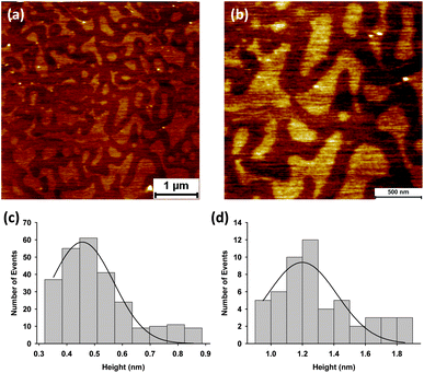 Atomic force microscopy images showing self assembly of GP160 reconstituted into a DOPC bilayer (a and b). The self assembled protein structures are 0.46 ± 0.01 nm (mean = 0.46; SD = 0.13; data = 257) in height, (c). Individual raised features (white dots) upon protein structure are 1.20 ± 0.05 nm (mean = 1.20; SD = 0.25; data = 53) in height relative to the underlying DOPC bilayer.