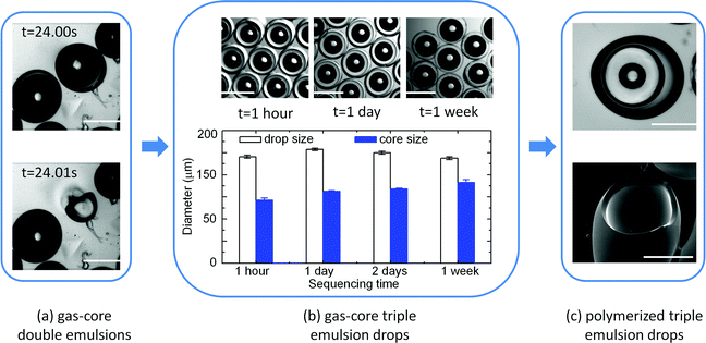 Stability of the gas-core triple emulsions (G/O1/W/O2) compared to gas-core double emulsions (G/O1/W). (a) After flowing outside the device, the G/O1/W double emulsion droplet breaks up in tens of seconds as imaged by a fast camera. (b) The morphologies of the stable G/O1/W/O2 triple emulsion droplets after being collected outside of the device for 1 hour, 1 day and 1 week; statistical distributions of the drop and gas core diameters are shown. (c) Optical (top) and SEM (bottom) images of a compound particle obtained by polymerization of the gas-core triple emulsion outside of the device. The compound particle has a unique structure containing the three phases of solid, liquid and gas. The scale bars are 200 μm.