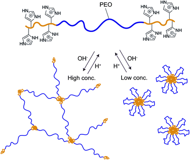 Schematic strategy of the pH-responsive ABA triblock copolymer and its self-assembly into gels and micelles upon changes in pH.