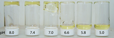 Photo of 10 wt% gels/solutions of PHGE-b-PEO-b-PHGE at different pH.