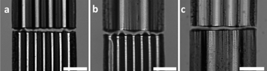 Top-view of the microparticles with corrugations of different wavelengths, showing that the equilibrium distances depend weakly on the wavelengths. The average equilibrium separation distances over ten measurements are (a) dEQM = 14.0 ± 3.9 μm between microparticles of λ = 36 μm and 60 μm; (b) dEQM = 22.3 ± 4.4 μm between microparticles of λ = 36 μm and 108 μm and (c) dEQM = 13.9 ± 2.8 μm between microparticles of λ = 60 μm and 108 μm. The scale bars correspond to 100 μm.