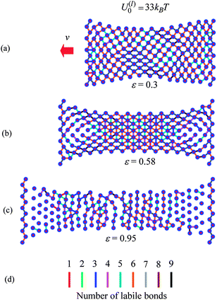 Snapshot of sample with weaker labile bonds with P = 1 at strains (a) ε = 0.30, (b) ε = 0.58 and (c) ε = 0.95. The line colors indicate the number of labile bonds in the link.