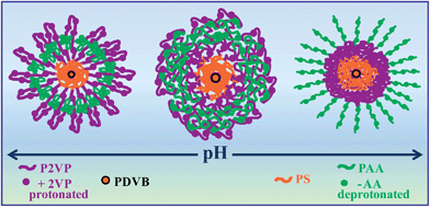 Schematic representation of the pH-dependent arm conformations of the star terpolymer.