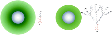 Schematic representation of the core–shell NPs. Left: L2.5 is stabilized by linear 2.5 kDa PEG. Right: D2.5 is stabilized by 2nd generation dendritic 2.5 kDa PEG. The relative sizes are to scale.