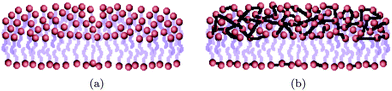 Schematic representation of a fluid (a) and a crosspolymerized (b) membrane.