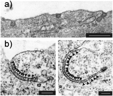 Tubular membrane invaginations induced by binding of SV40 virus particles. (a) Electron micrographs of cells that were incubated with SV40. Note the tight-fitting membrane under SV40 particles. (b) Electron micrographs of polyomavirus-like particles after incubation with cells. The virus-like particles line inside of tubular membrane invaginations like beads on a string (shown by arrowheads). Scale bars are 200 nm. Reprinted with permission from ref. 164.