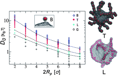 Phase diagram of the membrane aggregates and protrusions induced by colloidal particles placed inside a spherical vesicle in terms of the binding constant (D0) and the nanoparticle diameter (2Rp). Snapshots of the linear (L) and tubular (T) phases are shown on the right. The inset shows a typical single-particle bud conformation (B) that occurs at large D0. The bottom region of the phase diagram is the gaseous phase (G). Reprinted with permission from ref. 165.