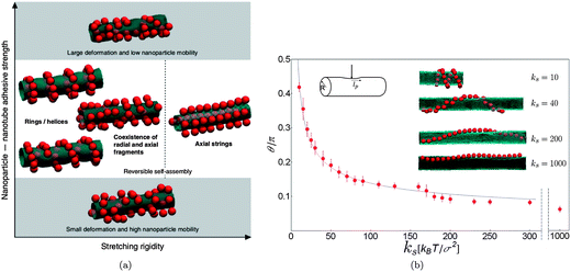 (a) Aggregation on an elastic cylinder. Nanoparticles self-assemble into ordered linear structures at moderate adhesive strength, switching orientation from rings and helices to axial strings when the stretching energy overcomes the bending. Reprinted with permission from ref. 172. (b) Flexible filament adsorbed on an elastic tube acquires a well defined helical angle. The graph shows variation of the angle that the polymer closes with the cylinder's axis as a function of the membrane stretching rigidity ks, keeping the bending rigidity constant at κ = 150 kBT. The solid line indicates the fit to the scaling law discussed in the text. The left inset illustrates the deformation along the axis of the cylinder of extent lp. The right inset shows the representative helices at different values of ks. Reprinted with permission from ref. 171.