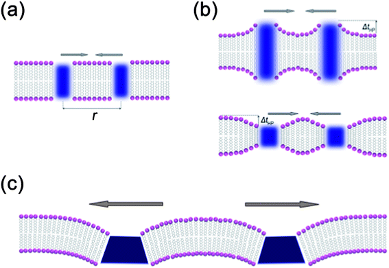 Illustrations of membrane-induced interactions between inclusions. (a) Casimir-like attractions between particles perfectly included in the bilayer. (b) Hydrophobic mismatch: like deformations attract. (c) Bending-mediated repulsion between like deformations.