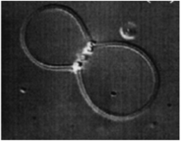 Latex beads bound to a multilamellar vesicle via biotin–streptavidin interactions forming linear string-like aggregates. Reprinted with permission from ref. 77.